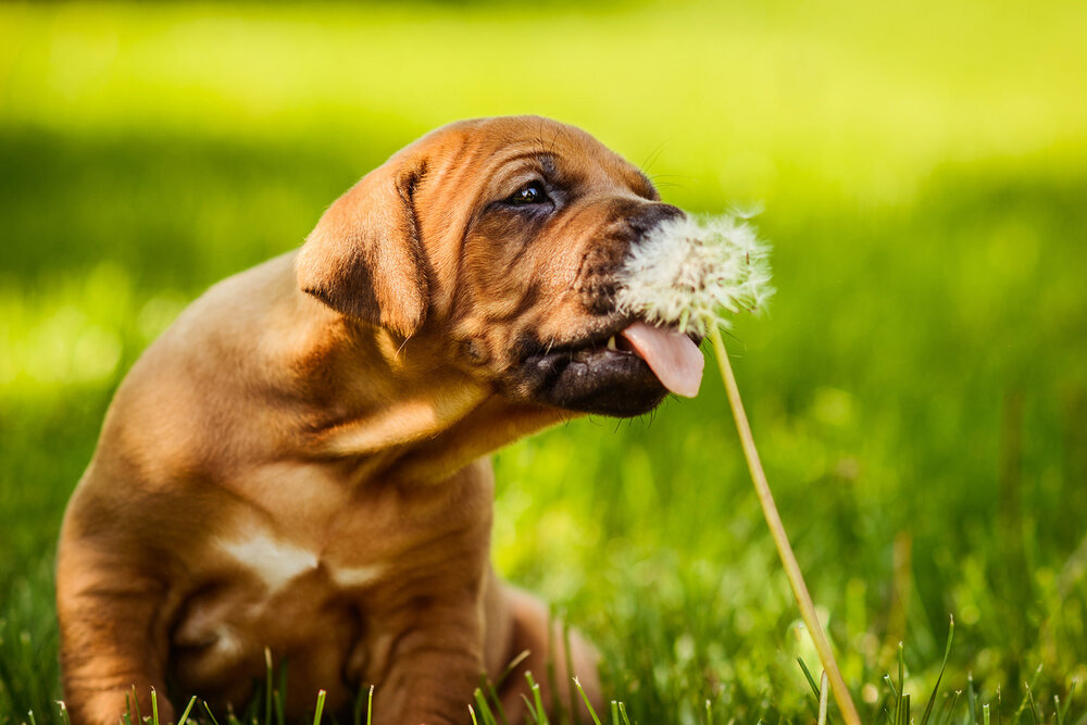 lindsay giguiere, puppy licking dandelion seeds
